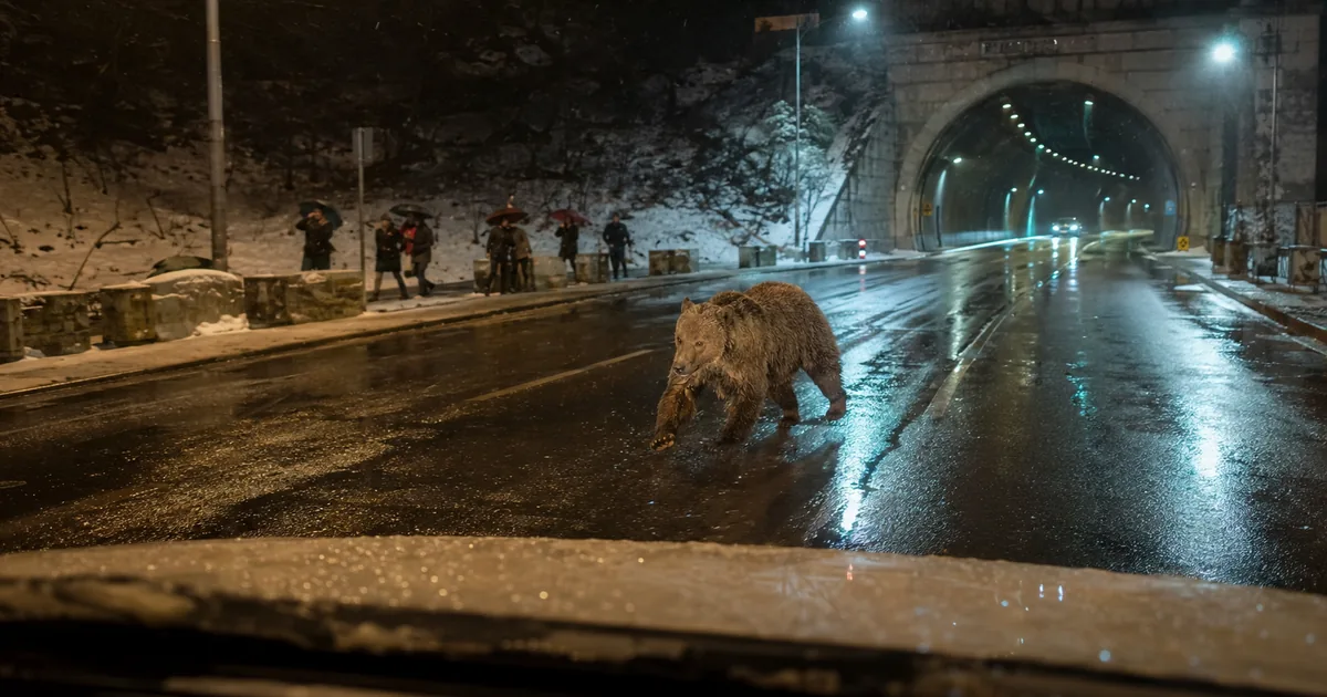 Giresun Duroğlu Tüneli'nde Ayı Şaşkınlığı: Gece Yarışı!